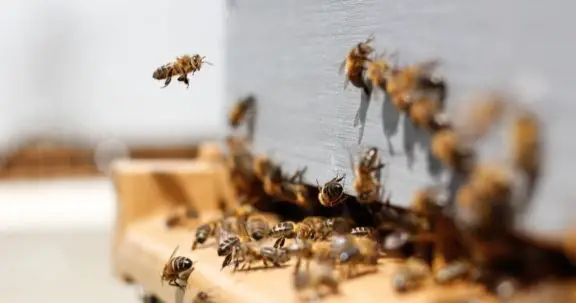 beekeeping tips random